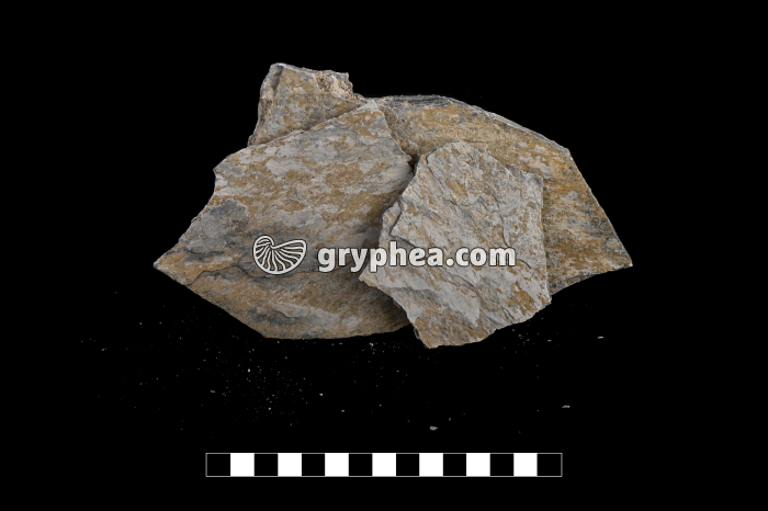 Schiste ardoisier - échantillon - gryphea.com